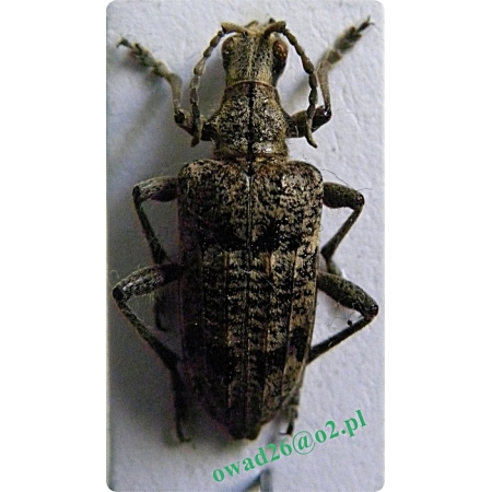 Rhagium inquisitor (Linnaeus, 1758)